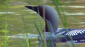 Sumulammen siivekkäät: 03.04.2019 18.00