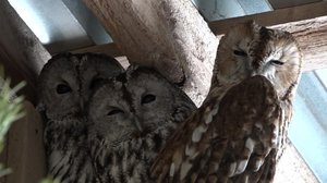 Luonto lähellä: 01.04.2019 08.53