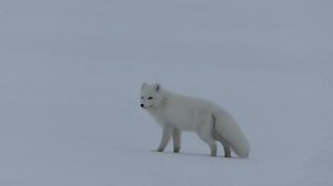 Luonto lähellä: 08.04.2019 08.13