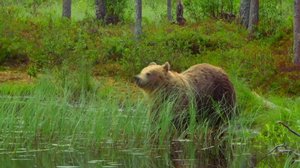 Osaako otso uida?: 10.04.2019 18.00