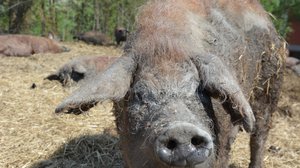 Svenska Yle live: Skolelever träffar ulliga grisar på Kimitoön: 11.04.2019 09.22