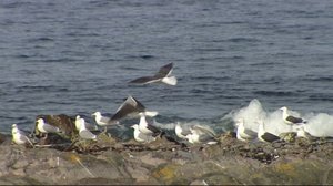 Norjaa ristiin rastiin: 15.04.2019 19.56