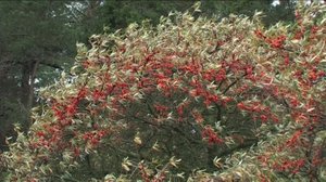 Syksy: 17.04.2019 17.00