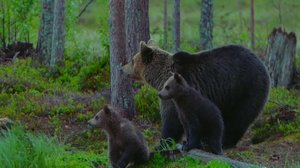 Karhunpentujen koulupäivä: 17.04.2019 18.00