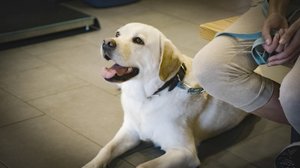 Aapo-koira näkee harhoja: 17.04.2019 00.01