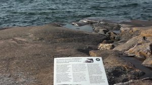 Luonto lähellä: Muuttolinnut: 18.04.2019 13.32