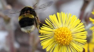 Kevään pörriäiset ovat elämän merkki: 23.04.2019 12.46