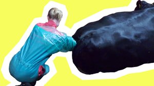 Puolet ajasta käsi eläimen takapuolessa: 29.04.2019 00.01