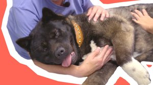 Elämän ja kuoleman ammatti: 29.04.2019 00.01