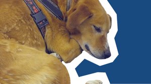 Ihmisen parhaat ystävät: 29.04.2019 00.01