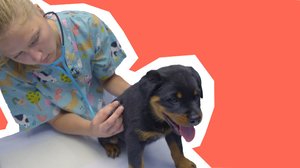 Pitkä kuuma kesä: 29.04.2019 00.01