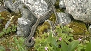 Suomen käärmeet: 02.05.2019 17.00