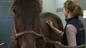 Yle Uutiset Pohjois-Suomi 29.04.2019 kello 18.21: 29.04.2019 17.41