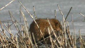 Piisami ja vesimyyrä: 03.05.2019 17.00