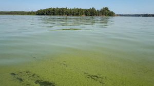 EU-komissio patistaa tehostamaan vesiä rehevöittävän lannan käsittelyä eläintiloilla: 30.04.2019 12.44