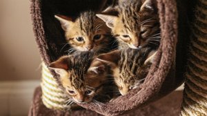 Kissat - syntymästä uuteen kotiin: 06.05.2019 06.00