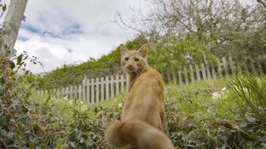 Kissat - kasvu ja kehitys: 06.05.2019 06.00