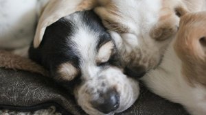 Koirat - syntymästä uuteen kotiin: 06.05.2019 06.00