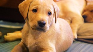 Koirat - kasvu ja kehitys: 06.05.2019 06.00