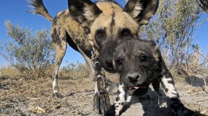 Avara luonto: Eläimet piilokamerassa: 06.05.2019 06.00