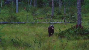 Suupaloja suolla: 08.05.2019 18.00