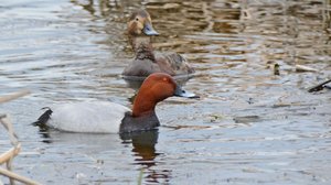 Luonto-Suomen Suuri muuttolintuilta: 08.05.2019 20.00