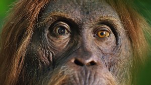 Avara luonto: Eläimet piilokamerassa: 13.05.2019 06.00