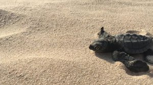 Visar film med sköldpaddor: 20.05.2019 06.15