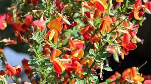 Iloa puutarhasta: 17.05.2019 09.05