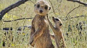 Avara luonto: Eläimet piilokamerassa: 20.05.2019 06.00