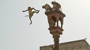 Avara luonto: Eläimet piilokamerassa: 27.05.2019 06.00