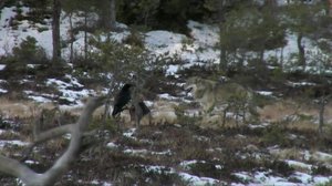 Luontoretkellä: 26.05.2019 06.00