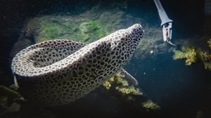 Harvinainen potilas: Murre-mureena: 30.05.2019 00.01