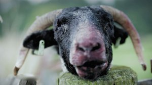 Kuka olisi uskonut (12): 03.06.2019 06.00