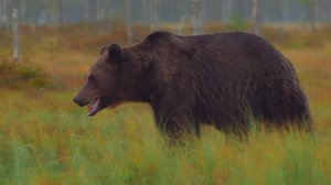 Syksy saapuu: 05.06.2019 18.00