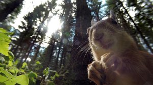 Jemmauksen alkeet: 08.06.2019 10.00