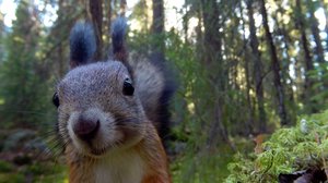 Tervetuloa oravametsään: 08.06.2019 10.05