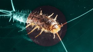 Kulutustavaratarkastajat: 10.06.2019 06.00