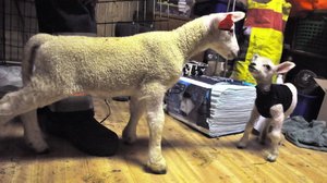 Taitava lammas: 10.06.2019 06.00