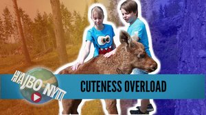 Vem tar hand om den ensamma älgkalven Urho? (S): 08.06.2019 00.57