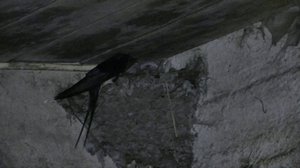 Maatilan siivekkäät: 17.06.2019 10.00