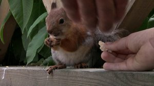 Puiston linnut: 17.06.2019 10.00