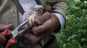 Tuulihaukan rengastus: 17.06.2019 10.00