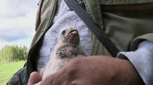 Tuulihaukan poikaset: 17.06.2019 10.00