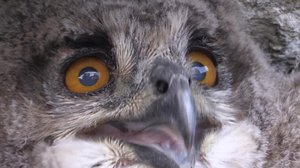 Nuoria huuhkajia merkitsemässä: 20.06.2019 06.00