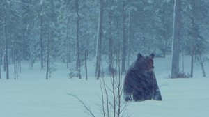 Nuku hyvin, metsän kuningas: 19.06.2019 18.00