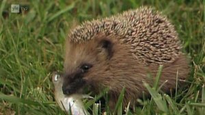 Siili: 26.06.2019 07.12