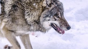 Villieläinten jäljillä: 06.07.2019 18.30