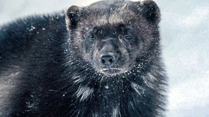 Villieläinten jäljillä: 13.07.2019 18.30