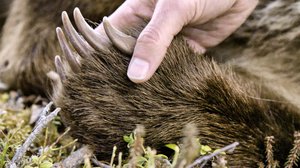 Villieläinten jäljillä: 20.07.2019 18.30